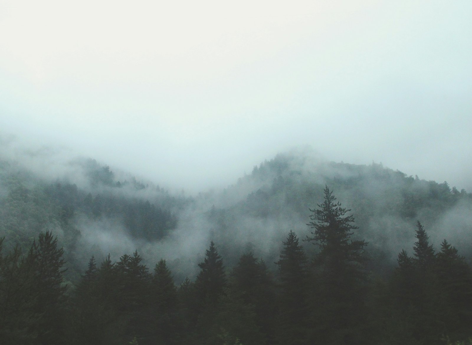 Grey forest with morning fog